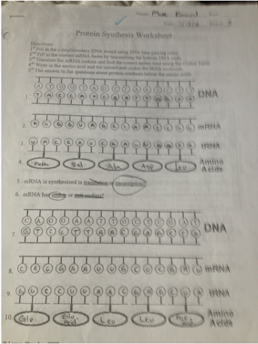Chapter 8 From Dna To Proteins Vocabulary Practice Answers DNA RNA