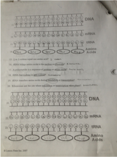 29 Rna And Protein Synthesis Gizmo Worksheet Answers ...